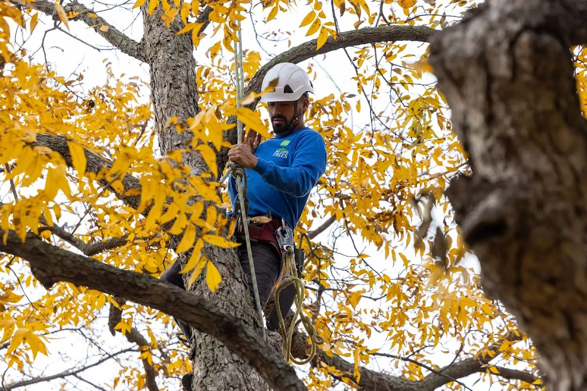 Skilled Tree Planing crew working in Mathews