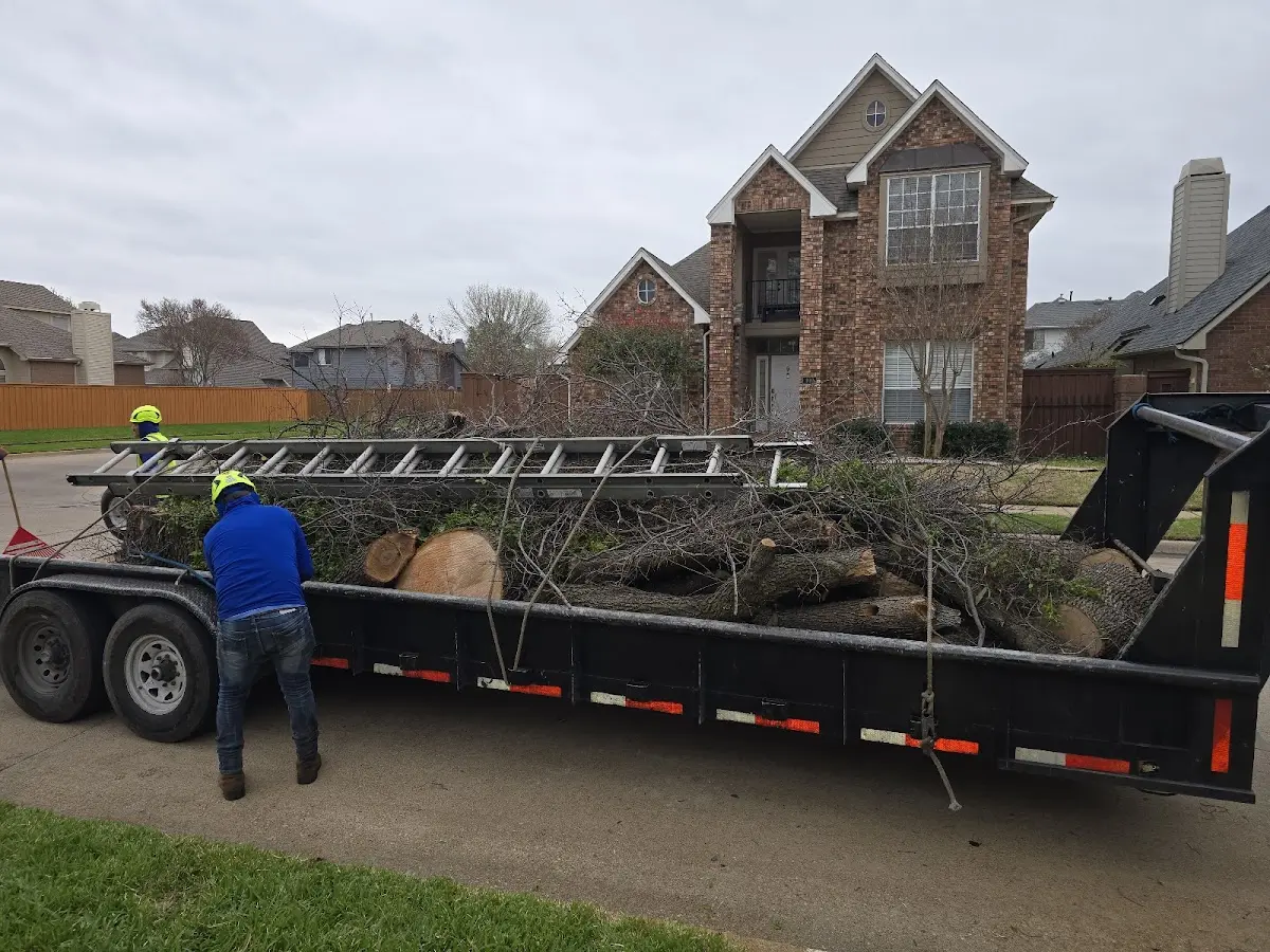 Expert Tree Removal with proper safety equipment in Mathews